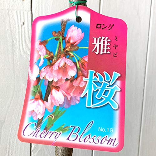 Amazon.co.jp: 桜 苗木 雅桜 12cmロングポット苗 みやびざくら さくら